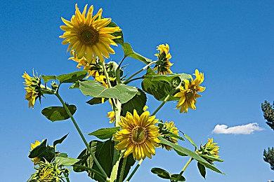 Fami通新作评分：《失落之魂》仅获29分《寂静岭f》入白金殿堂！