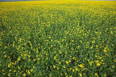 KK官方对战平台邀您畅玩周年庆！砸金蛋赢大奖！